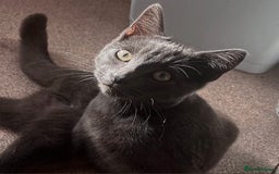 Russian Blue cats for sale: A beautiful cat looking for a new home  - Image 1