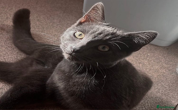 Russian Blue cats - Advert 8