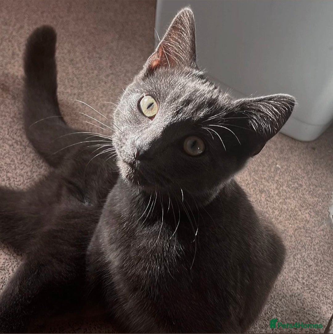 Russian Blue cats for sale: A beautiful cat looking for a new home  - Image 1
