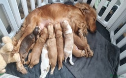 Cocker Spaniel dogs for sale: Charming English Show Cocker Spaniel Puppies  - Advert 2