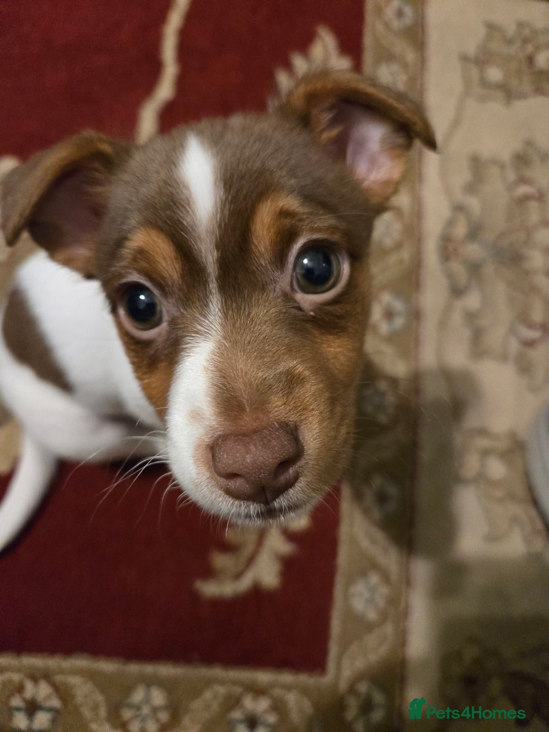 Jack Russell dogs for stud: Jack Russell for stud - Advert 7