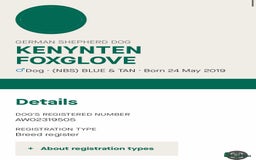 German Shepherd dogs for sale: KC health tested 💙boys  - Advert 2