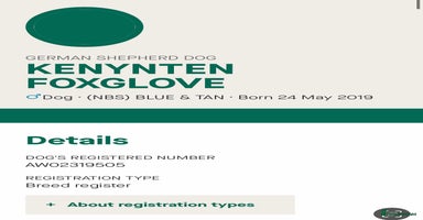 German Shepherd dogs KC health tested 💙boys  - Advert 11