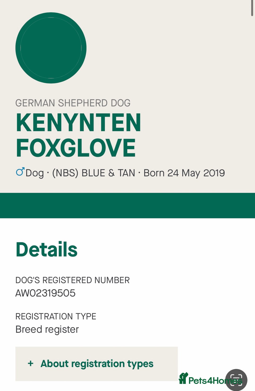 German Shepherd dogs for sale: KC health tested 💙boys  - Advert 2