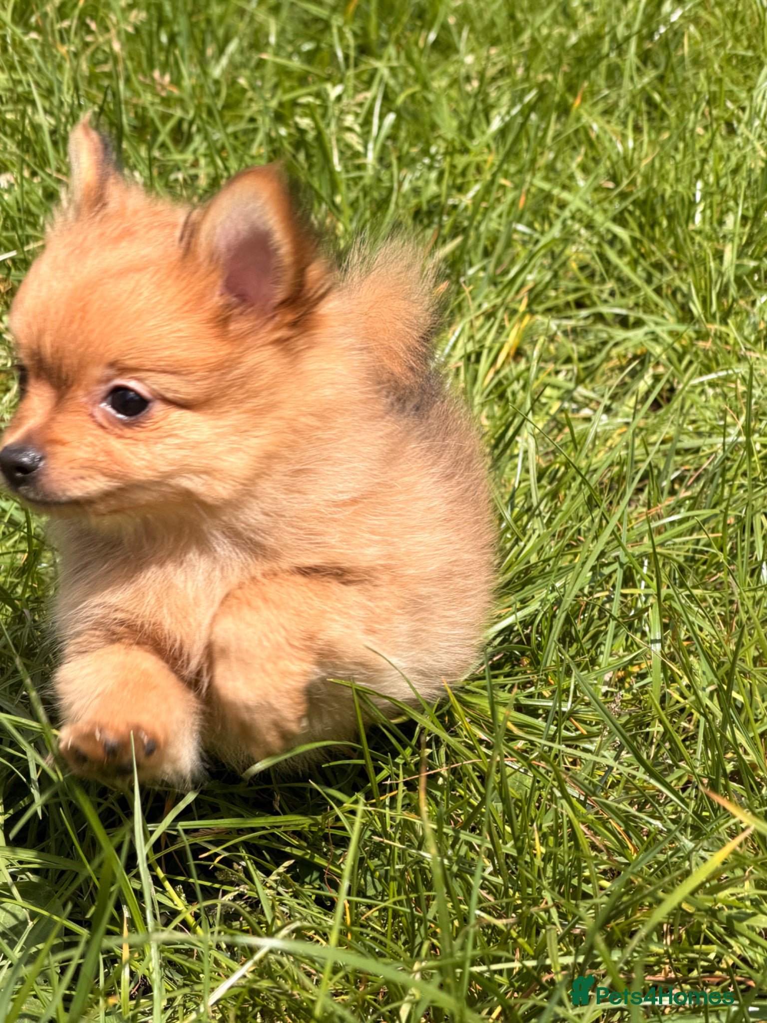Pomchi dogs Adorable Pomchi Pup - Advert 6