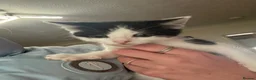 Mixed Breed cats for sale: kittens - Advert 6