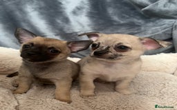 Chihuahua dogs for sale: Merle Chihuahua Puppies - Image 2