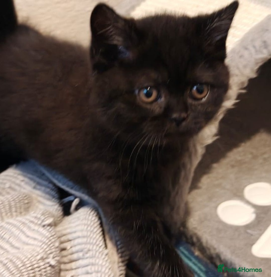 British Shorthair cats for sale: GCCF Reg pedigree Blue and Black Kittens  - Advert 2
