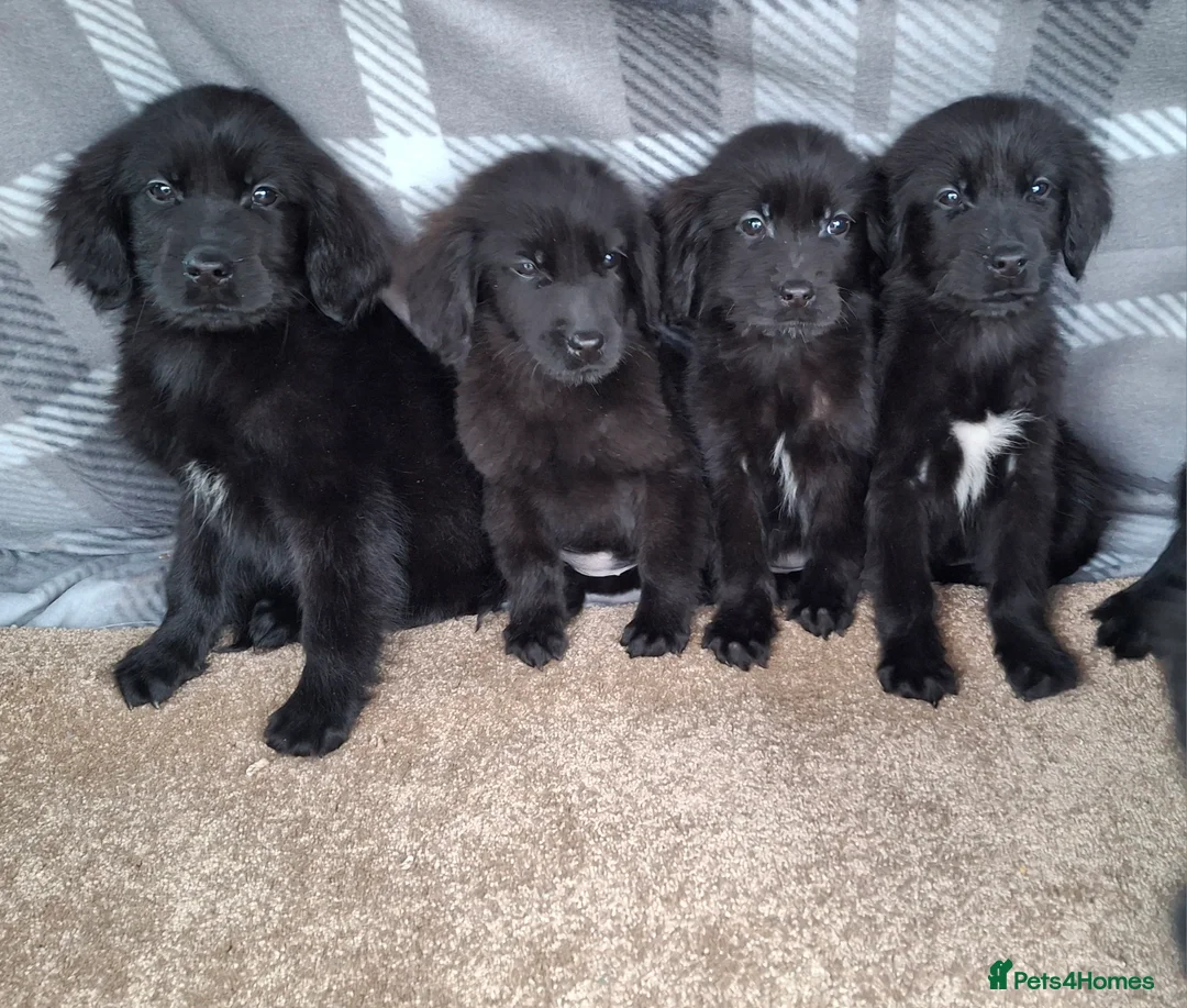 Mixed Breed dogs for sale: flat coated retriever x golden retriever puppies. - Advert 9