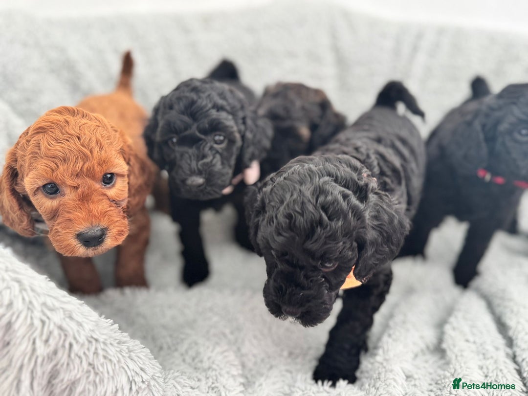 Mini Goldendoodle dogs for sale: A Bundle of Joy F1BB Mini Goldendoodle - Image 22