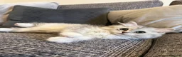 Mixed Breed cats for sale: Stunning Long Haired Chinchilla Ragdoll X Persian - Advert 23