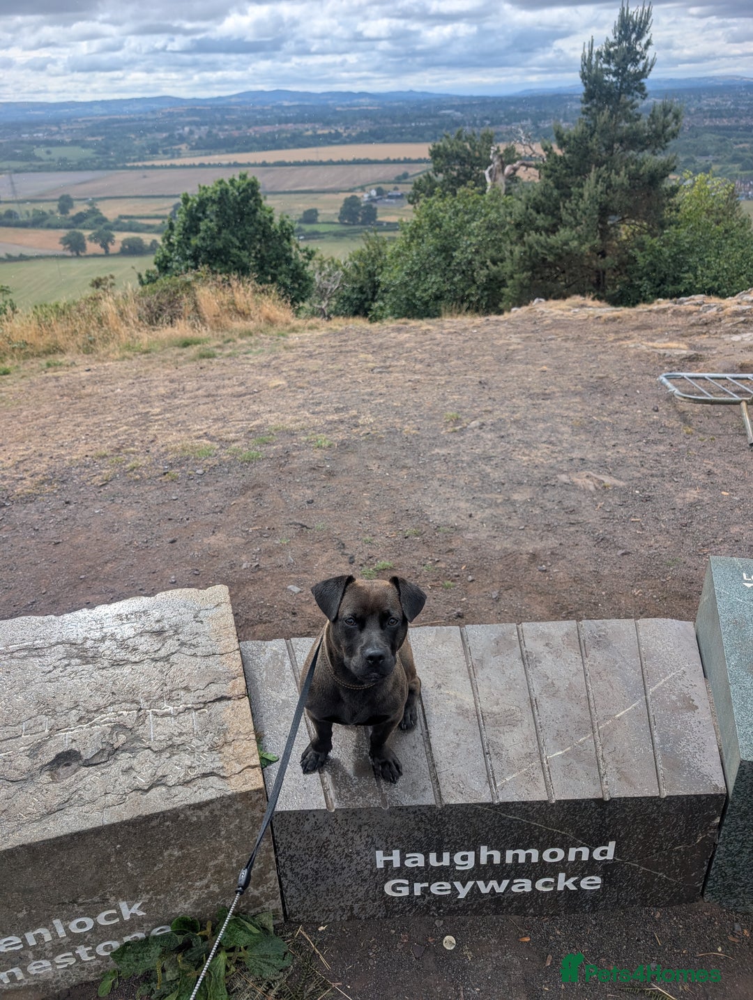 Mixed Breed dogs for sale: 10 month staffy cross with chihuahua  - Image 1