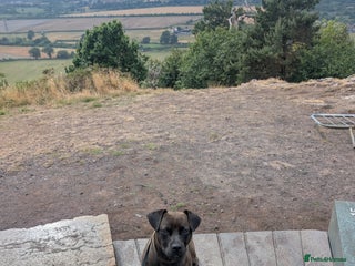 Mixed Breed dogs - Advert 4