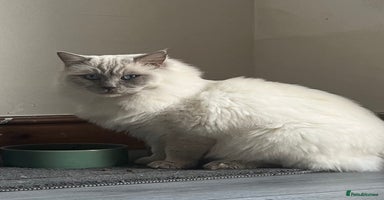 Ragdoll cats TICA/GCCF Active Male for Sale - Advert 5