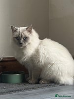 Ragdoll cats TICA/GCCF Active Male for Sale - Advert 2