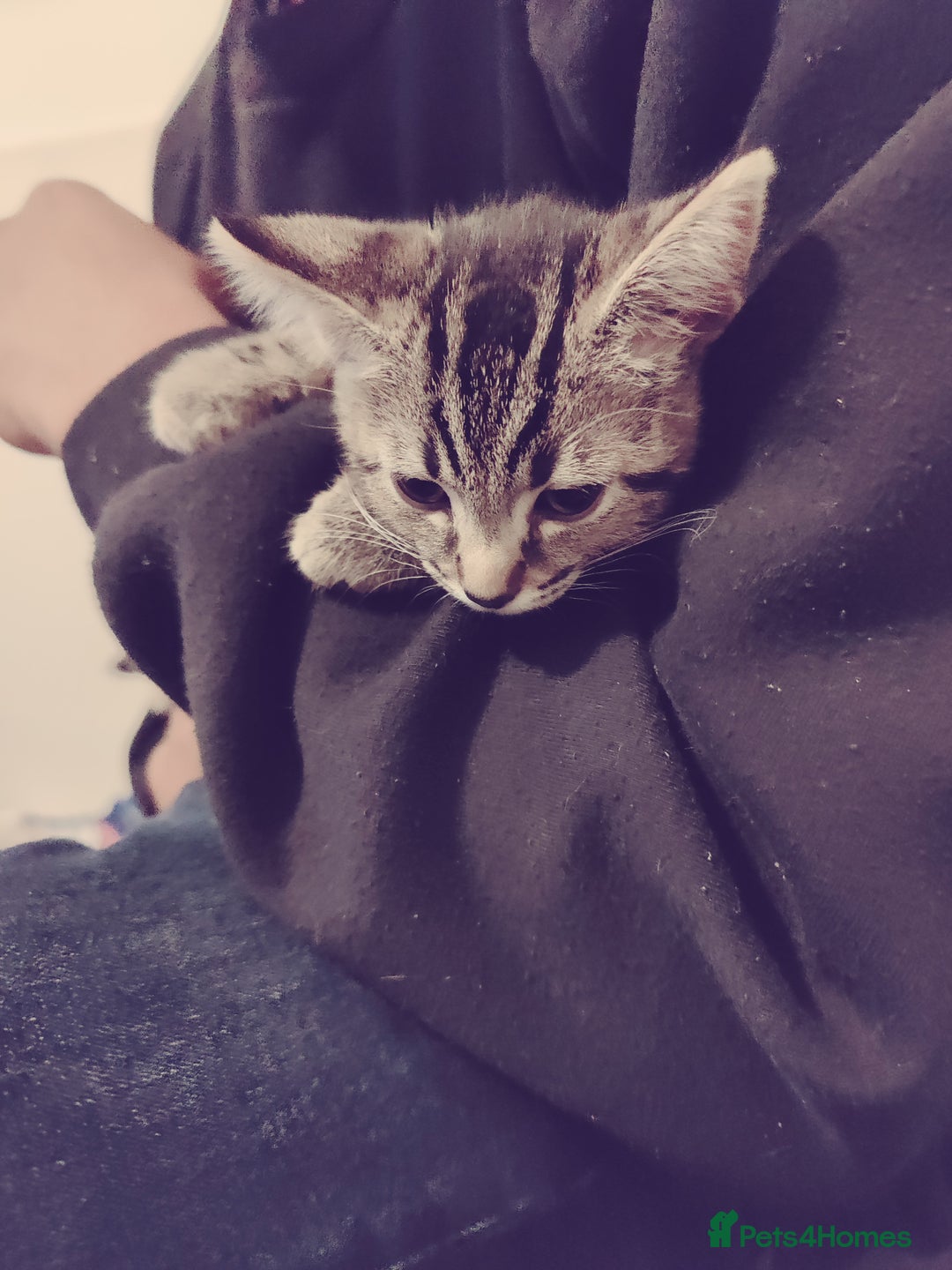 Mixed Breed cats for sale: 2 kittens for sale  - Image 4