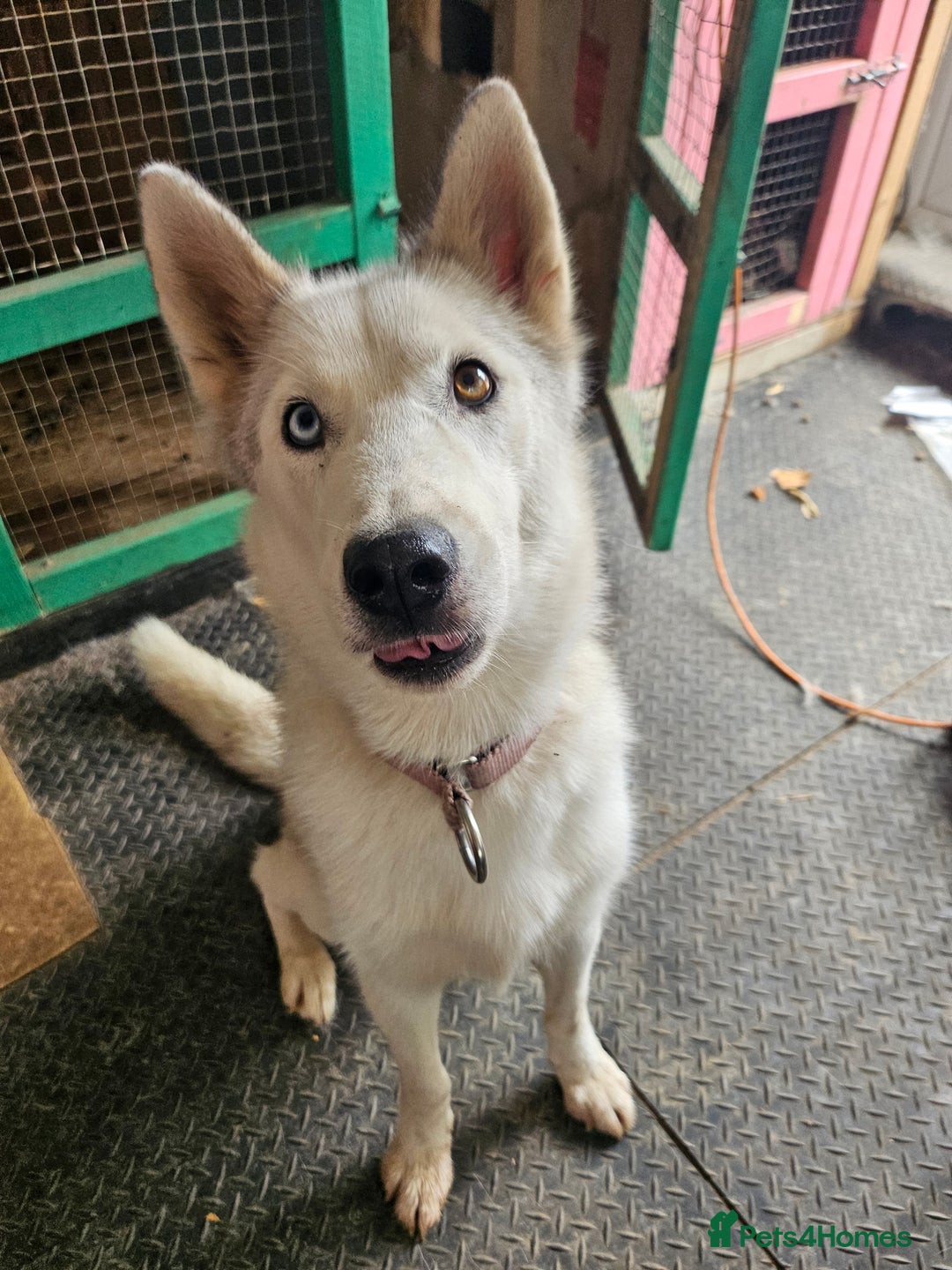 Siberian Husky dogs for sale: Niamh - Image 3