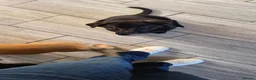 German Shepherd dogs for sale: 1 girl  left shepkita puppies  - Advert 2