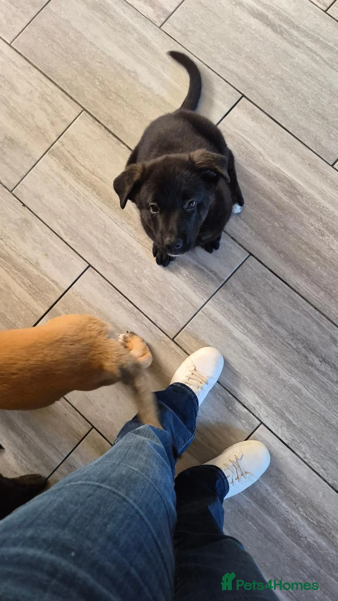 German Shepherd dogs for sale: 1 girl  left shepkita puppies  - Advert 2