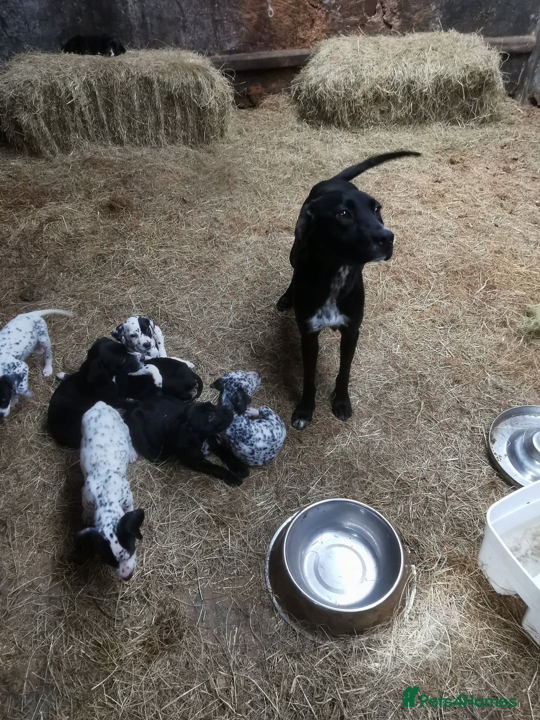 Mixed Breed dogs for sale: Dalmador - Image 4