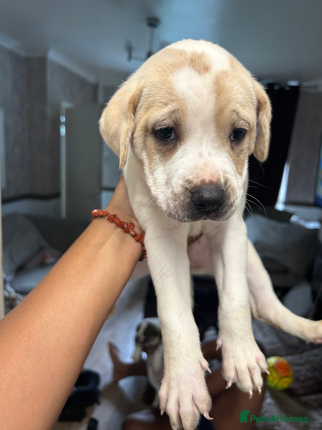 Mixed Breed dogs for sale: 🐾Cocker-Pie (Mini Hippo)s🐾 - Image 8