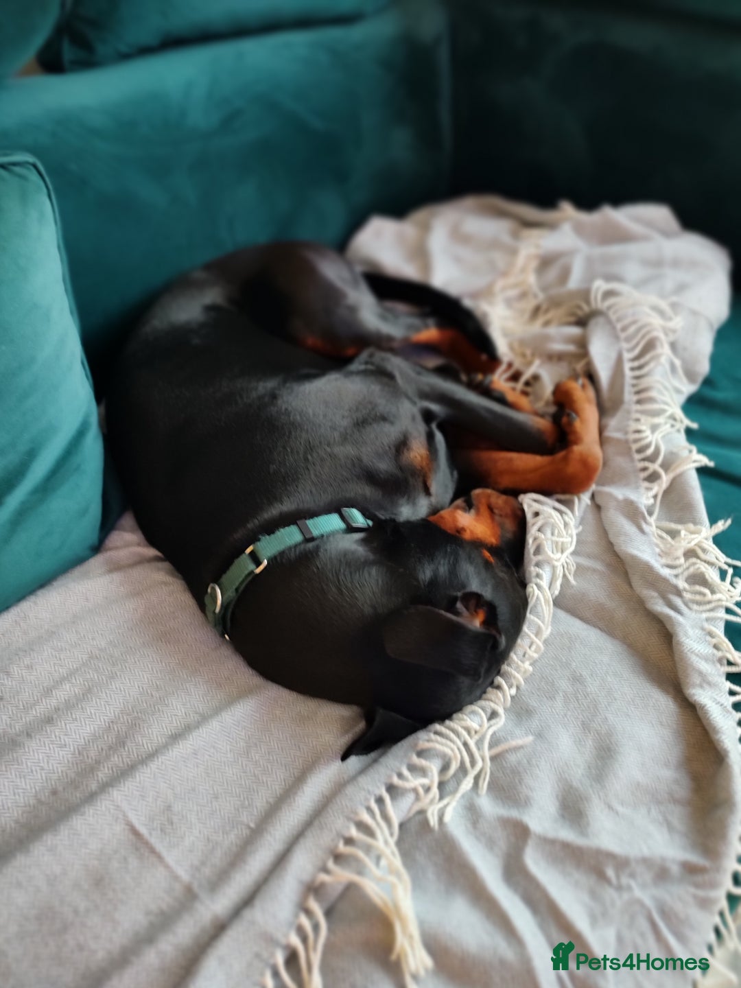 Dobermann dogs for sale: 4 year old Male Doberman looking for forever home - Image 33