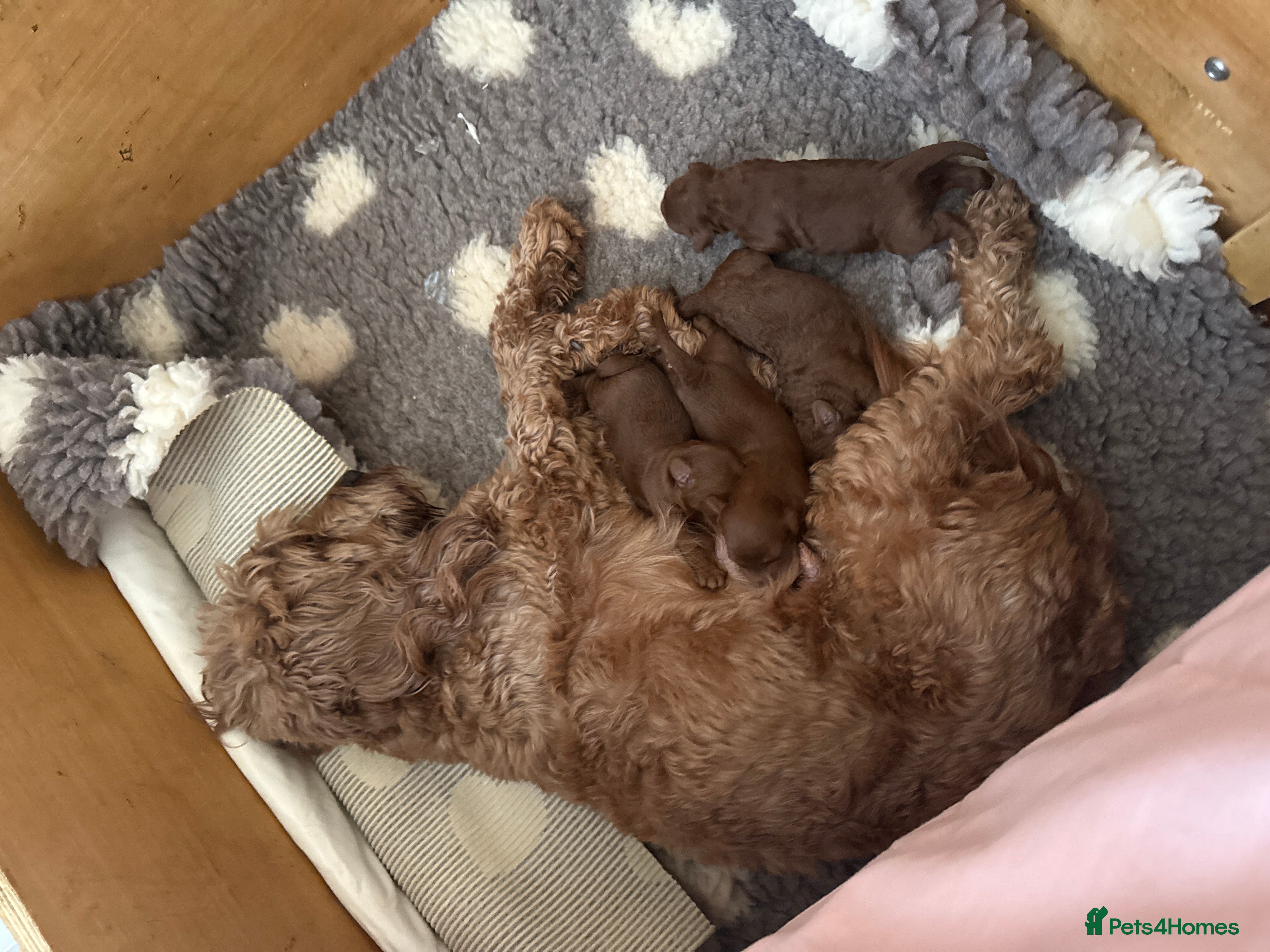 Cavapoo dogs Deep red F1b Cavapoo puppies  - Advert 2