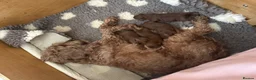 Cavapoo dogs for sale: Deep red F1b Cavapoo puppies  - Advert 2