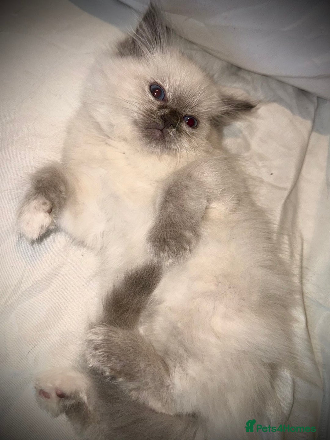 Ragdoll cats for sale: Ragdolls  - Image 1