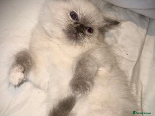 Ragdoll cats - Advert 11