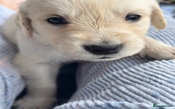 Golden Retriever dogs for sale: KC Registered Golden Retriever Puppies 🐾 - Image 11