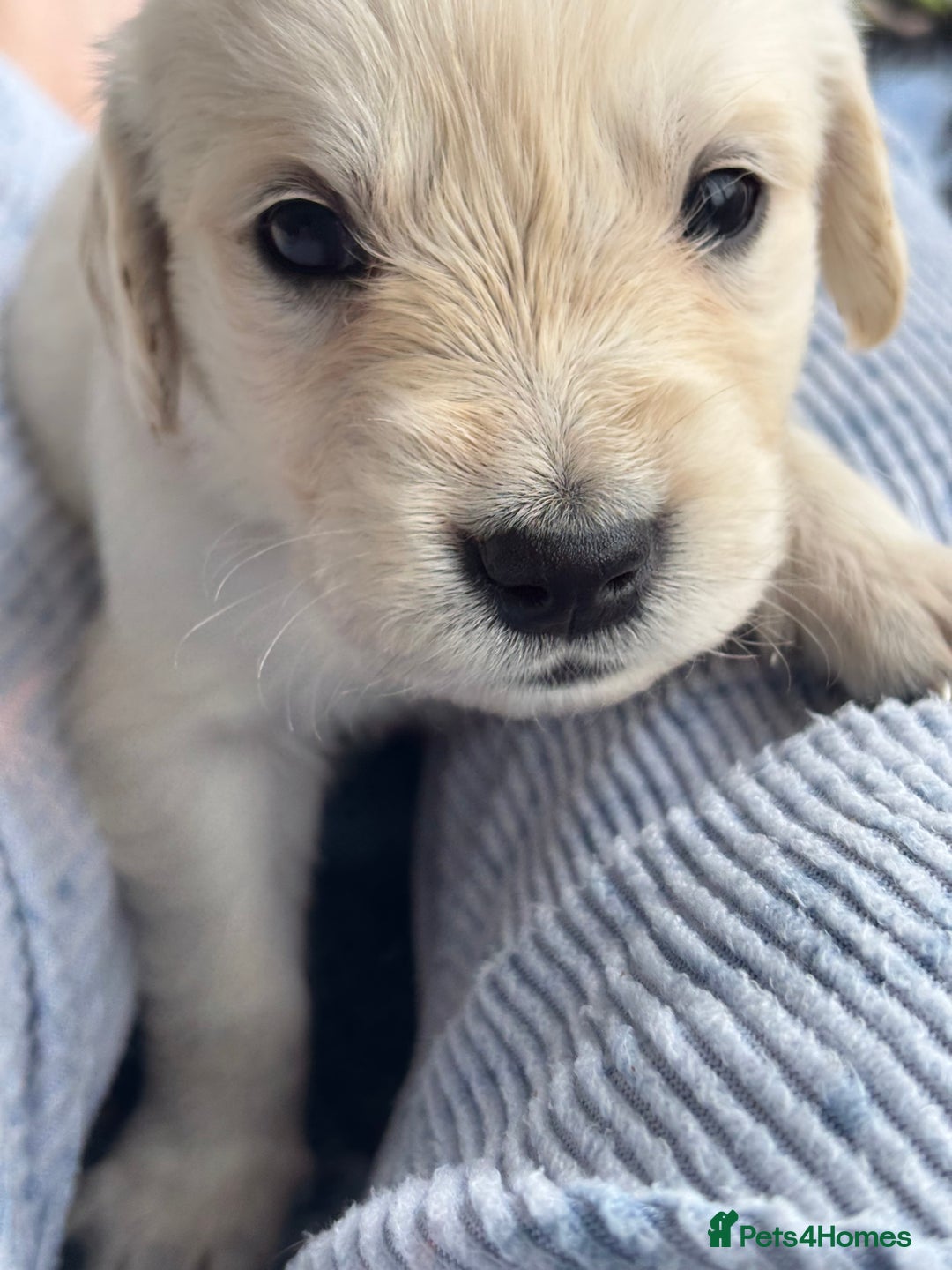 Golden Retriever dogs for sale: KC Registered Golden Retriever Puppies 🐾 - Image 11