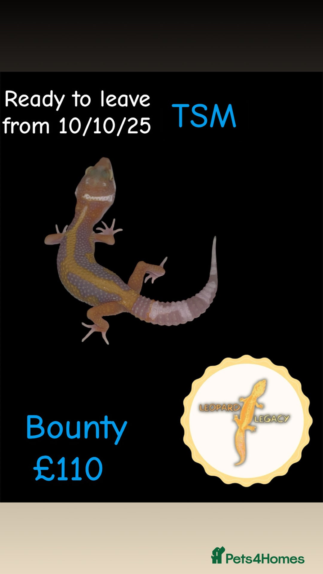 Leopard Gecko reptiles for sale: Multiple leopard gecko babies for quick sale!  - Advert 10
