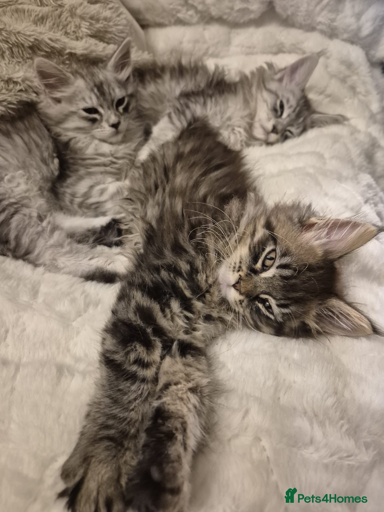 Maine Coon cats Maine coon kittens both parents can be seen  - Advert 6