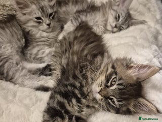 Maine Coon cats Maine coon kittens both parents can be seen - Advert 3
