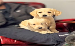 Golden Retriever dogs for sale: Adorable Golden Retriever Puppies  - Image 14