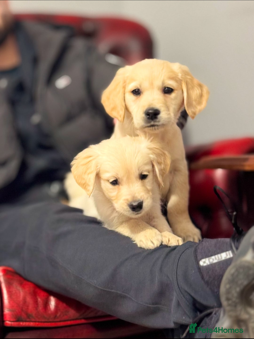 Golden Retriever dogs for sale: Adorable Golden Retriever Puppies  - Image 14