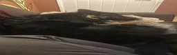 German Shepherd dogs for sale: Loving German Shepherd male - Advert 10