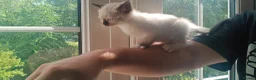 Siamese cats for sale: READY NOW TWO GORGEOUS SIAMESE GIRLS  - Advert 19