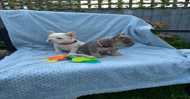 French Bulldog dogs - Advert 15