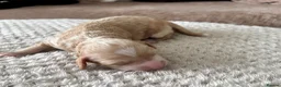 Cavapoo dogs for sale: Beautiful F1B Cavapoo Puppies  - Advert 11