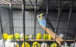 Budgerigars birds for sale: Lovely Group of Budgies  - Image 14