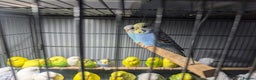Budgerigars birds for sale: Lovely Group of Budgies  - Advert 14