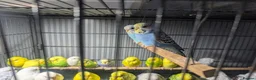 Budgerigars birds for sale: Lovely Group of Budgies  - Advert 14