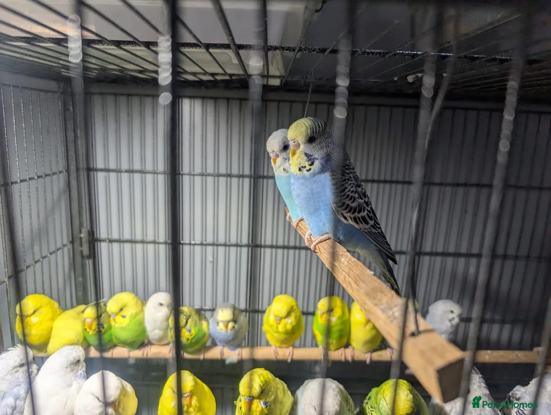 Budgerigars birds for sale: Lovely Group of Budgies  - Advert 14