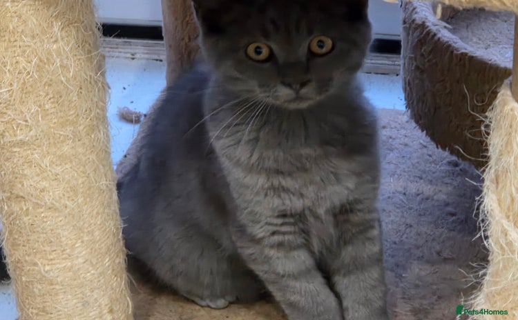 British Shorthair cats - Advert 1