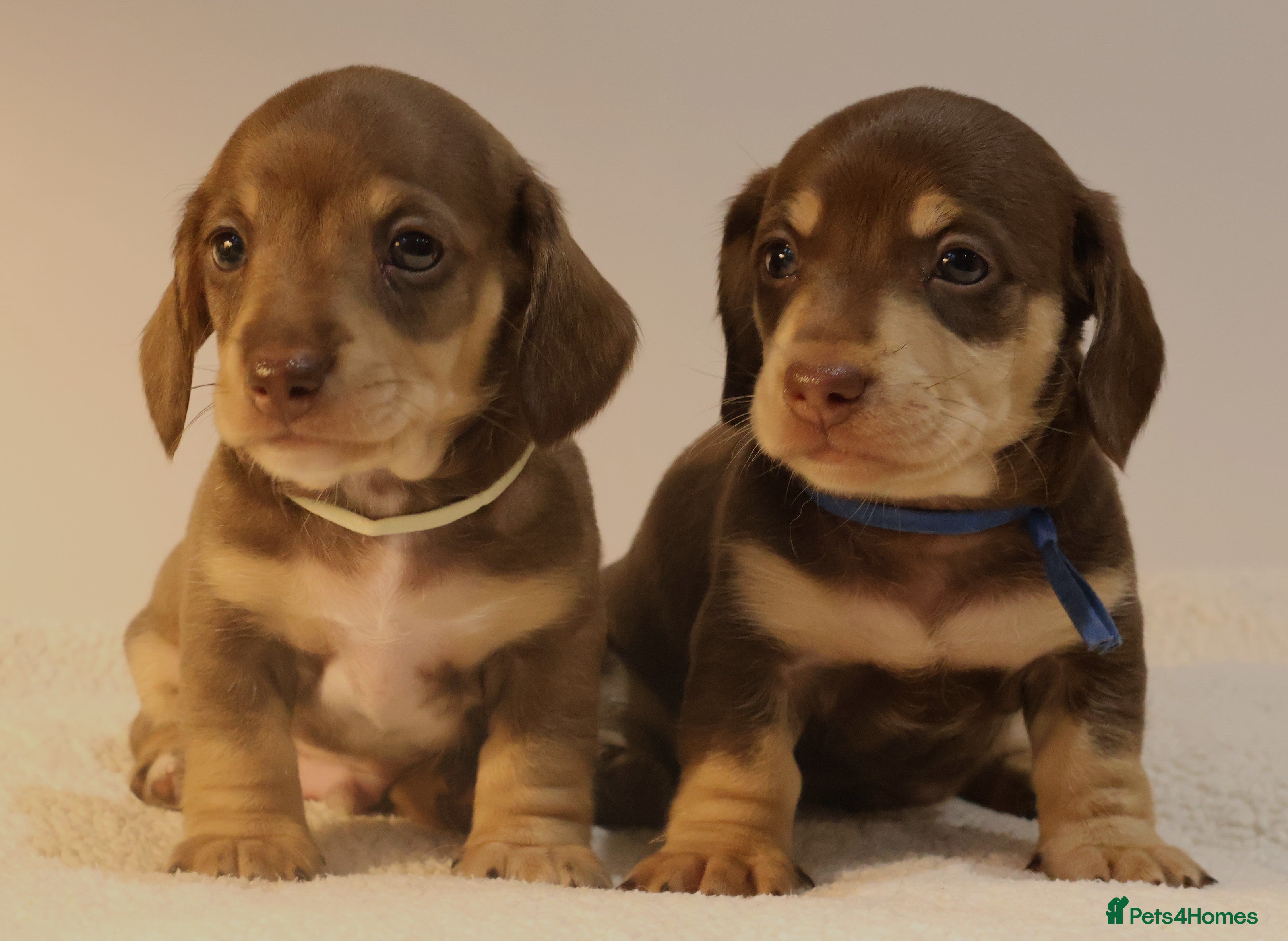 Miniature Dachshund dogs 5*Licensed+KC+PRAclear+VETchecked+Chocolate&Cream - Advert 2
