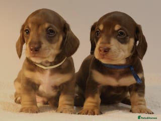 Miniature Dachshund dogs 5*Licensed+KC+PRAclear+VETchecked+Chocolate&Cream - Advert 1