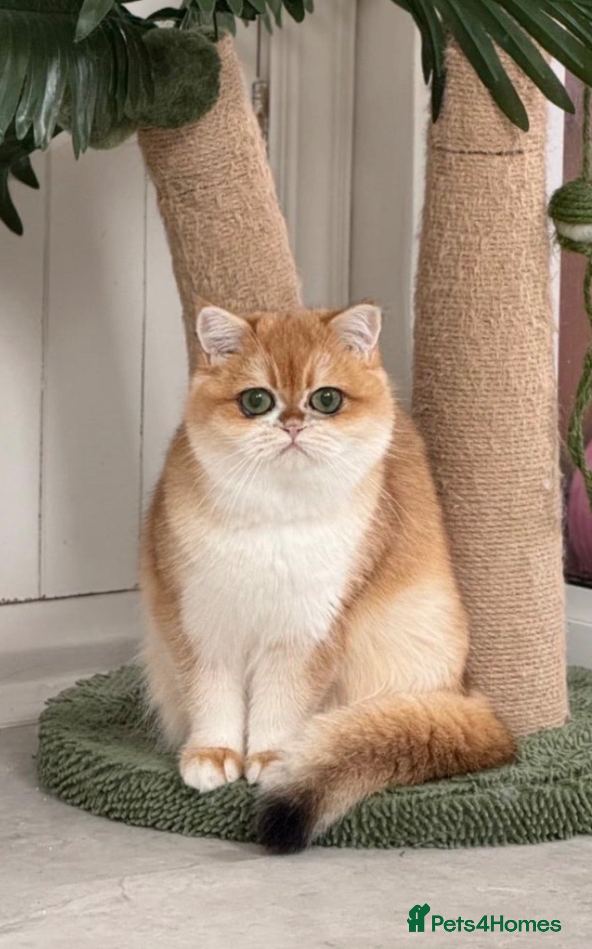 British Shorthair cats for sale: Last Golden British boy! Exceptional quality  - Advert 1
