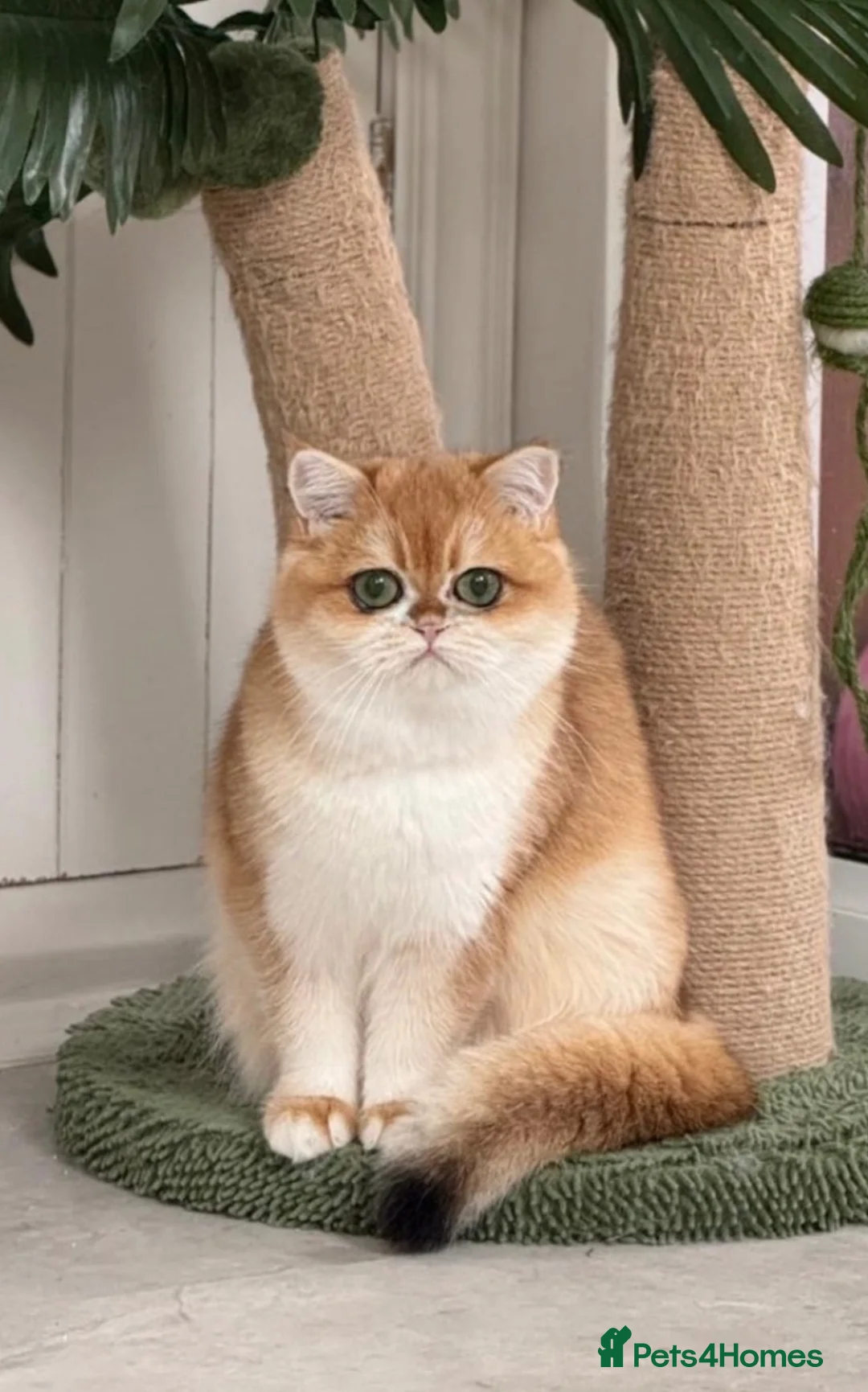 British Shorthair cats for sale: Last Golden British boy! Exceptional quality  - Advert 1